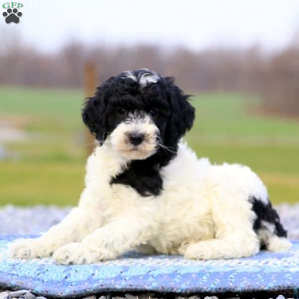 Lylah – Moyen, Miniature Poodle Puppy