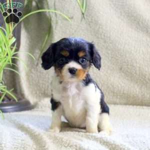 Mabel, Cavalier King Charles Spaniel Puppy