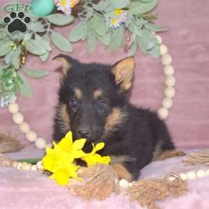 Macy, German Shepherd Puppy
