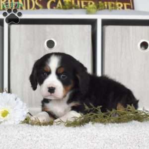 Macy, Miniature Bernese Mountain Dog Puppy