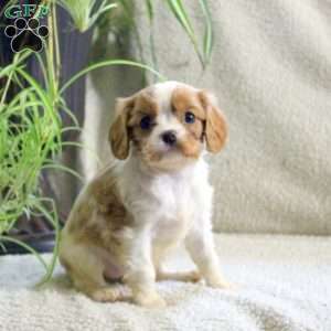 Mae, Cavalier King Charles Spaniel Puppy