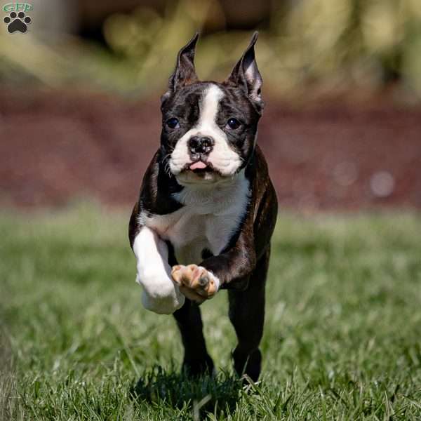 Major, Boston Terrier Puppy