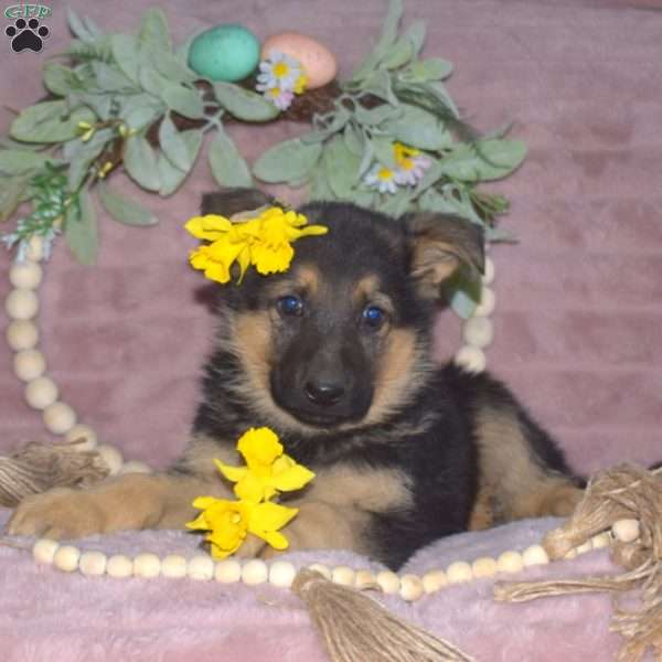 Major, German Shepherd Puppy