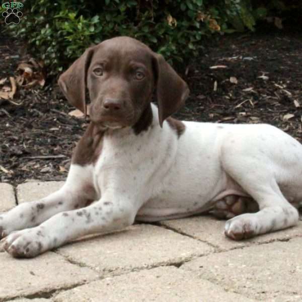 Manly, German Shorthaired Pointer Puppy