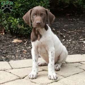 Manly, German Shorthaired Pointer Puppy