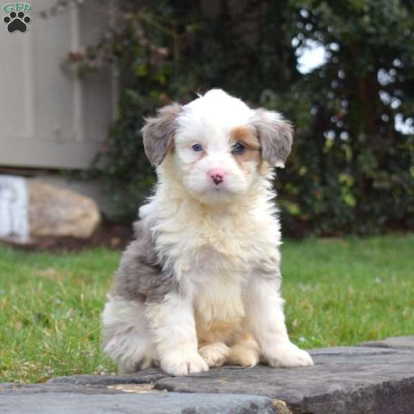 Marbles, Mini Bernedoodle Puppy