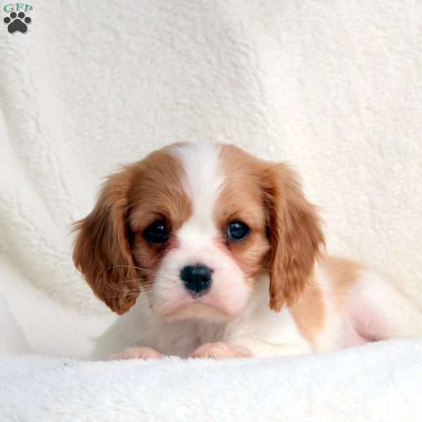 Marcie, Cavalier King Charles Spaniel Puppy