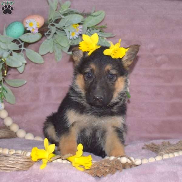 Marigold, German Shepherd Puppy