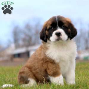 Greenfield puppies best sale saint bernard