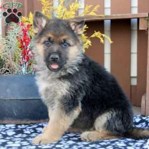 Buy german shepherd puppies outlet online