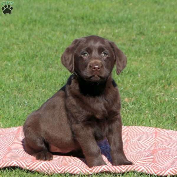 Marnie, Chocolate Labrador Retriever Puppy