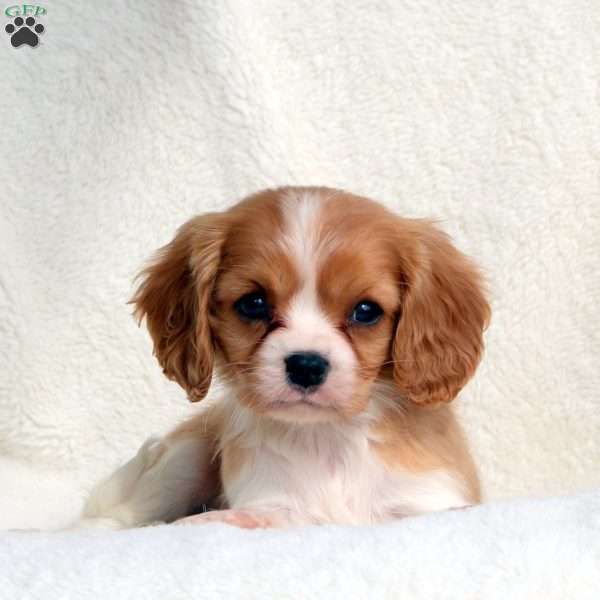 Marty, Cavalier King Charles Spaniel Puppy