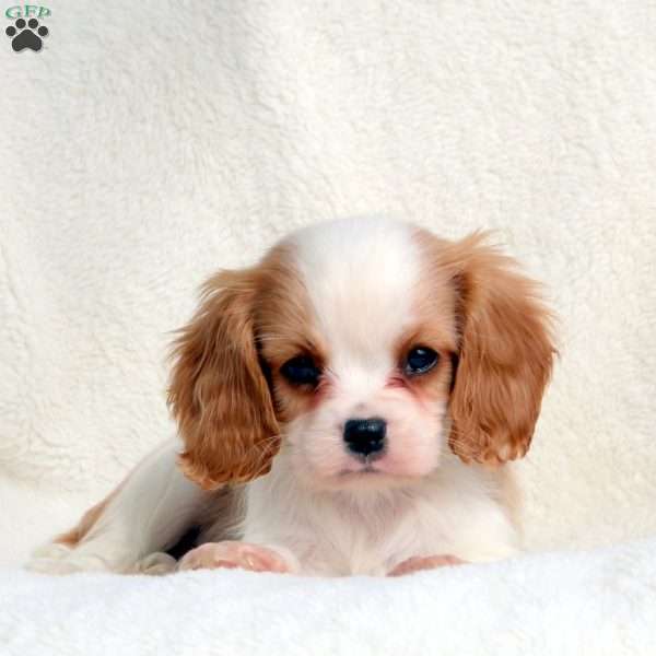 Mason, Cavalier King Charles Spaniel Puppy