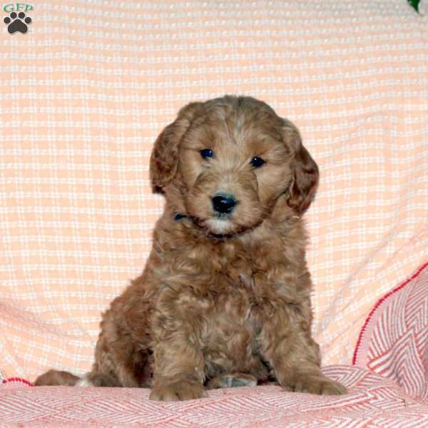 Mason, Mini Goldendoodle Puppy