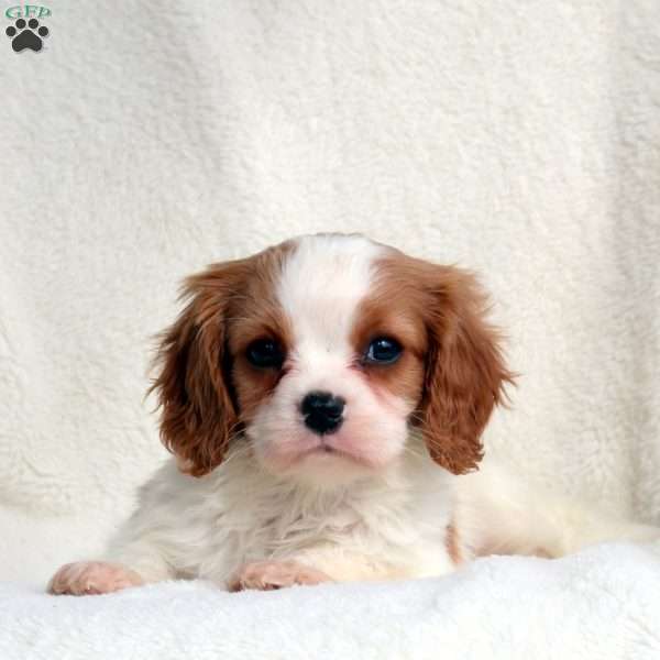 Max, Cavalier King Charles Spaniel Puppy
