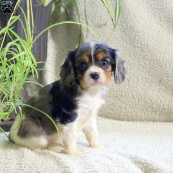 Mia, Cavalier King Charles Spaniel Puppy