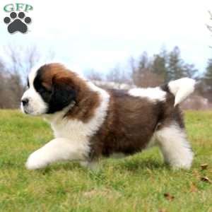 Greenfield puppies saint hot sale bernard