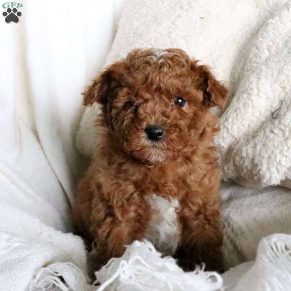 Mickey, Toy Poodle Puppy