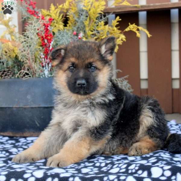 Mike, German Shepherd Puppy