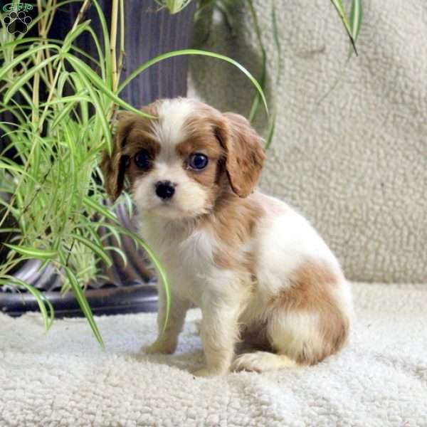 Miles, Cavalier King Charles Spaniel Puppy