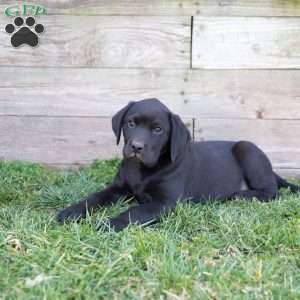 Milo, Black Labrador Retriever Puppy