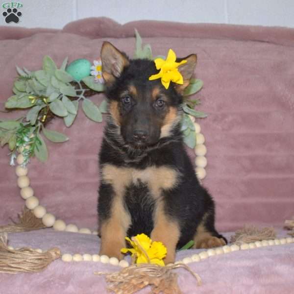 Milo, German Shepherd Puppy