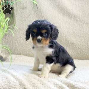 Milo, Cavalier King Charles Spaniel Puppy