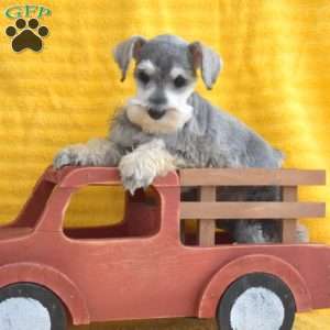 Milo, Miniature Schnauzer Puppy