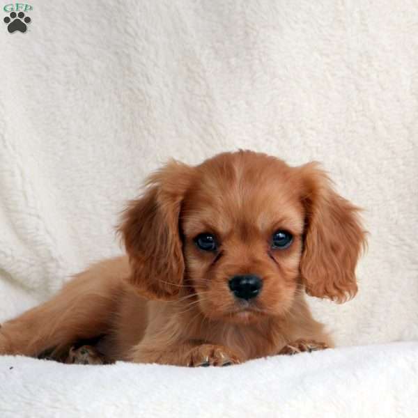 Milton, Cavalier King Charles Spaniel Puppy