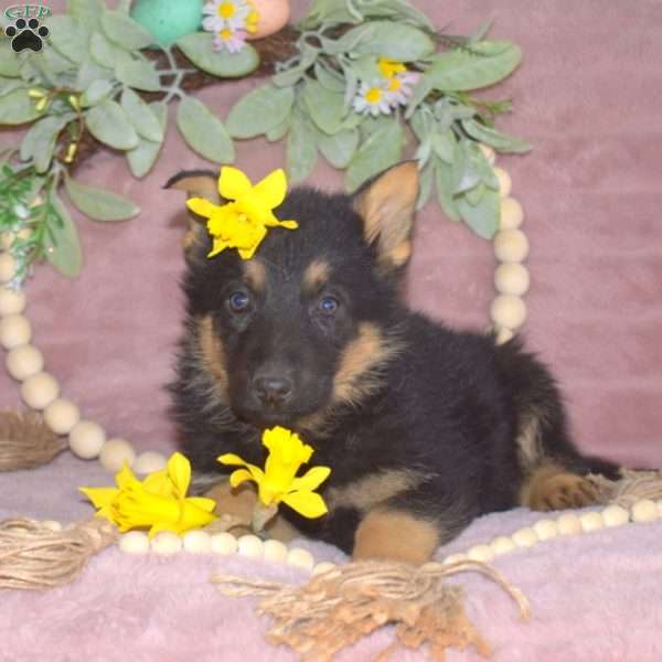 Minnie, German Shepherd Puppy