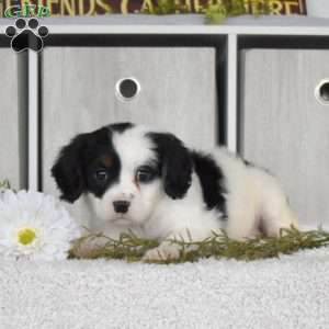 Minnie, Miniature Bernese Mountain Dog Puppy