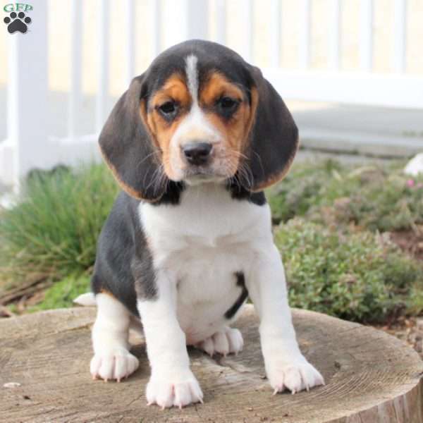 Missy, Beagle Puppy