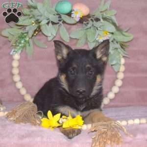 Mocha, German Shepherd Puppy