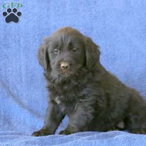 Newfoundland bernese mix cheap puppies for sale