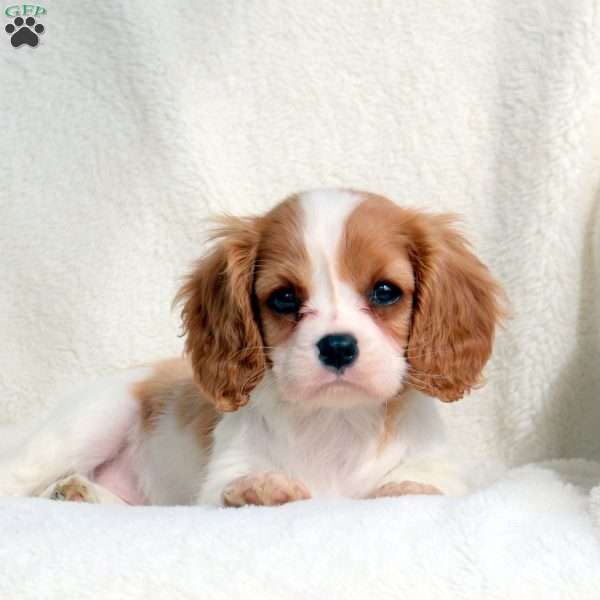Molly, Cavalier King Charles Spaniel Puppy