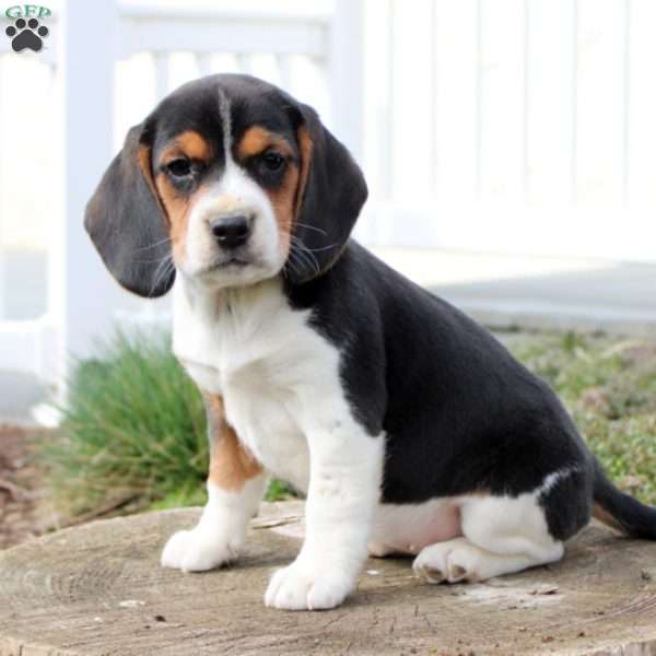 Molly, Beagle Puppy