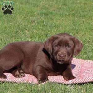 Molly, Chocolate Labrador Retriever Puppy