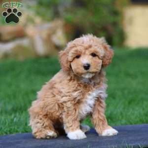 Molly, Miniature Poodle Puppy