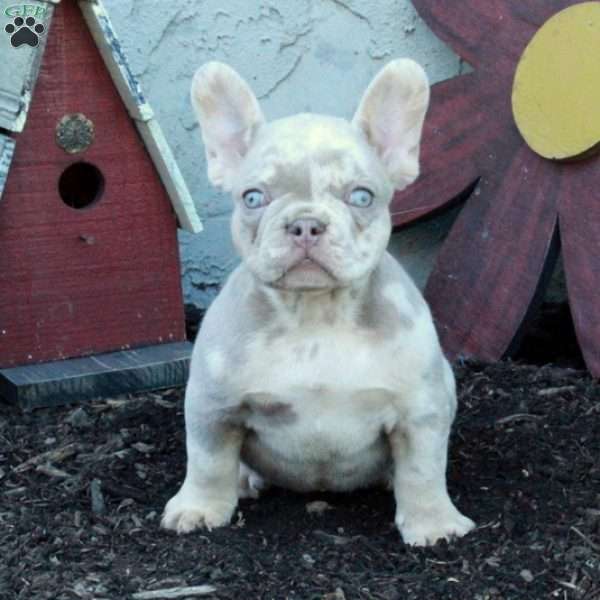 Monty, French Bulldog Puppy