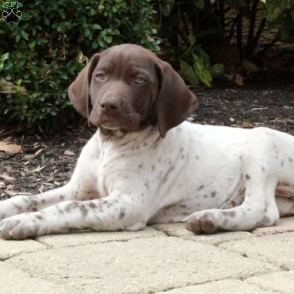 Moose, German Shorthaired Pointer Puppy