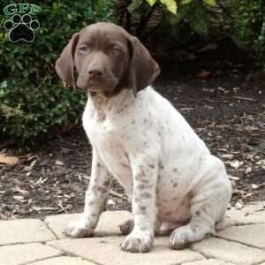 Moose, German Shorthaired Pointer Puppy
