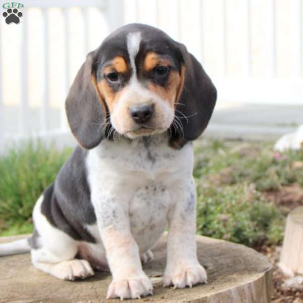 Mosby, Beagle Puppy