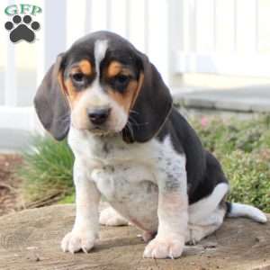 Mosby, Beagle Puppy