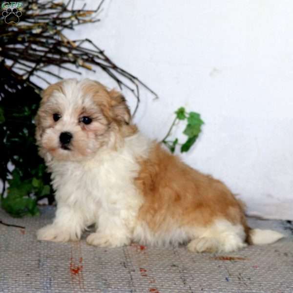Mugsy, Havanese Puppy