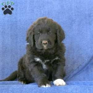 Newfoundland clearance bloodhound mix