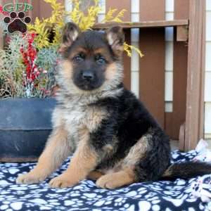 German shepherd puppy double best sale coat price