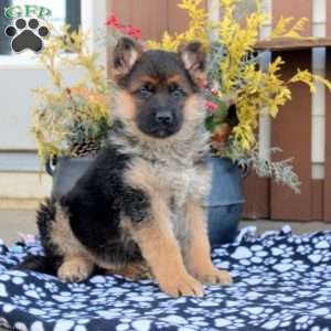 Myles, German Shepherd Puppy