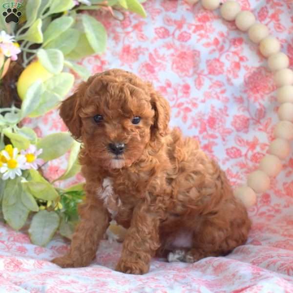 Nabisco, Toy Poodle Puppy