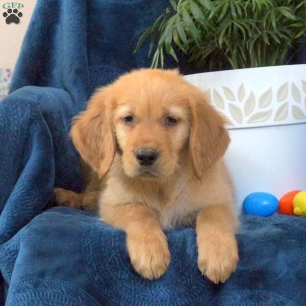 Nacho, Golden Retriever Puppy