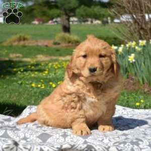Nala, Golden Retriever Puppy